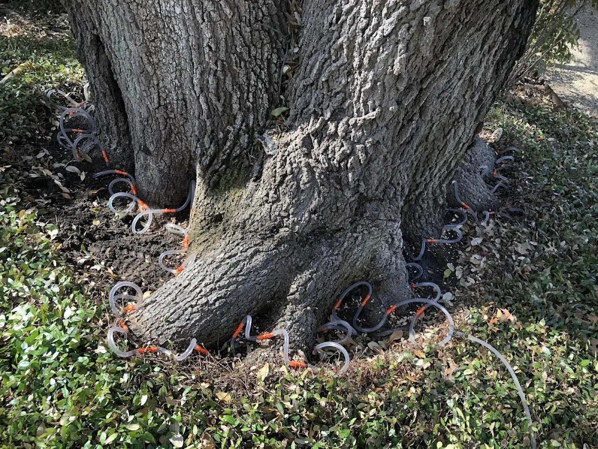 Detailed Tree Cabling and Bracing job site in Annapolis Junction
