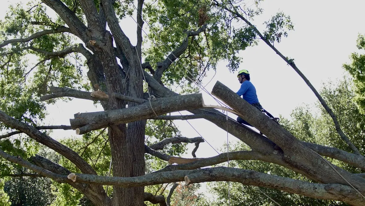 Professional Crown Thinning performed by certified arborists in Annapolis Junction